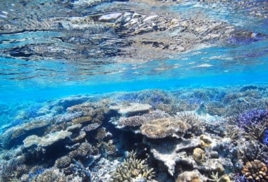 COURSE. #08 AWAREサンゴ礁の保護